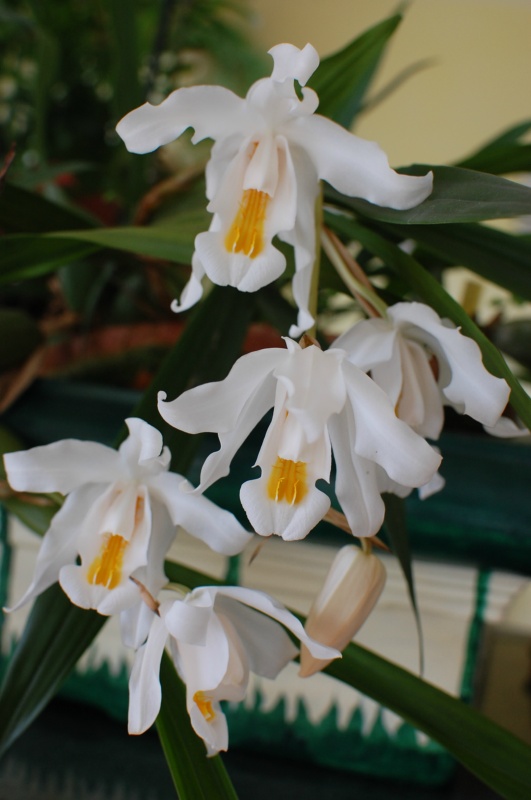 Coelogyne cristata var hololeuca